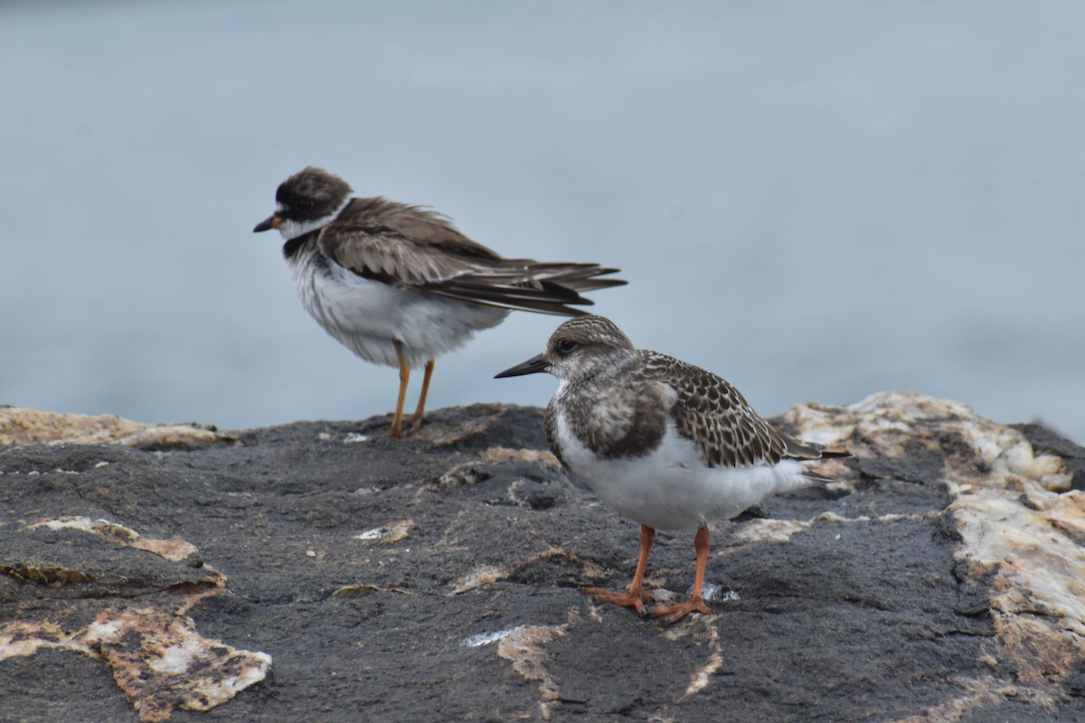 Ruddy Turnstone - Daniel Flores