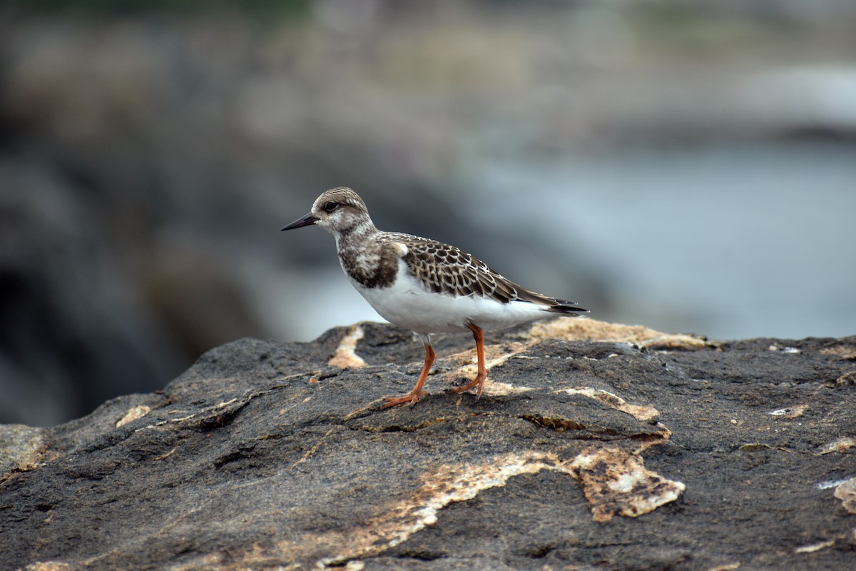 Ruddy Turnstone - Daniel Flores