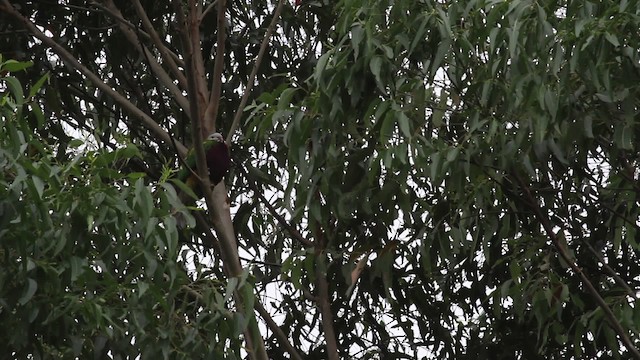 Wompoo Fruit-Dove - ML486229