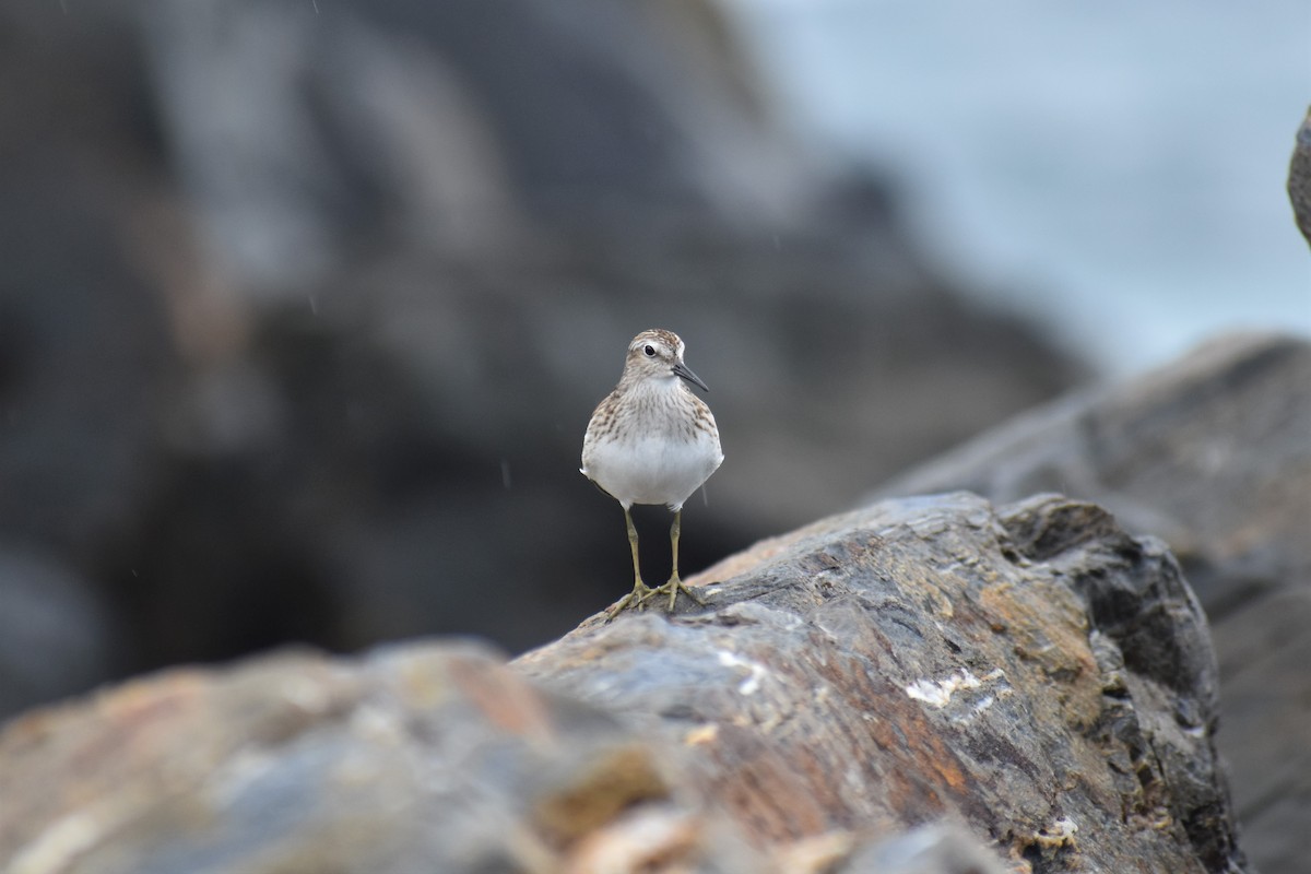 Least Sandpiper - ML486229081