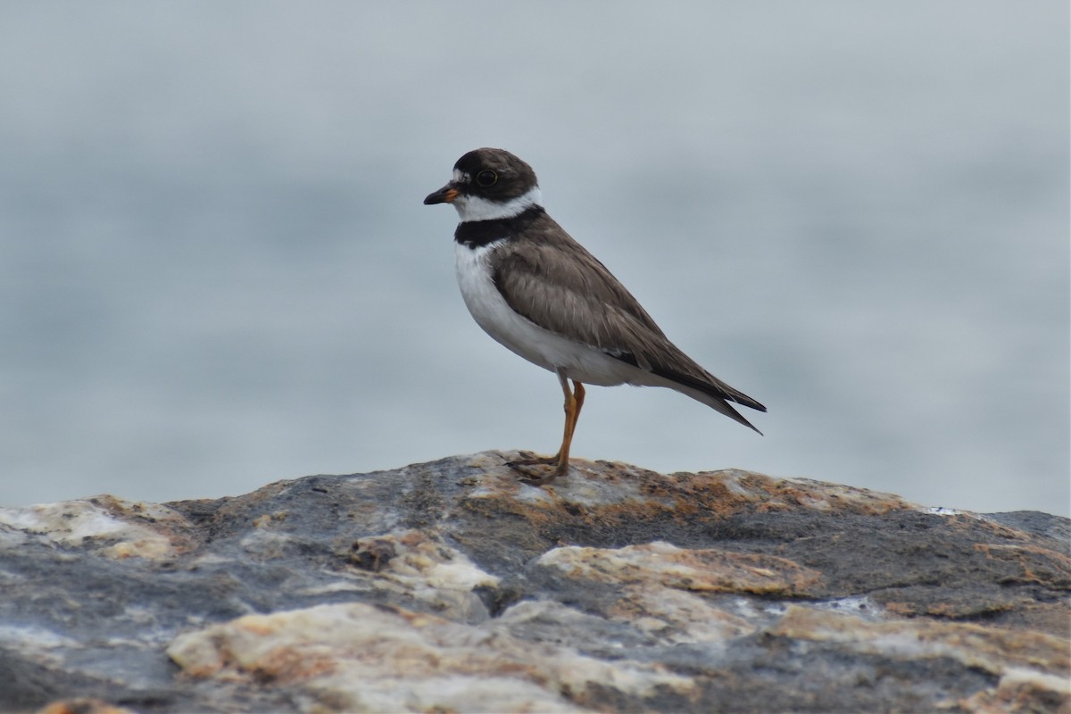 Semipalmated Plover - Daniel Flores