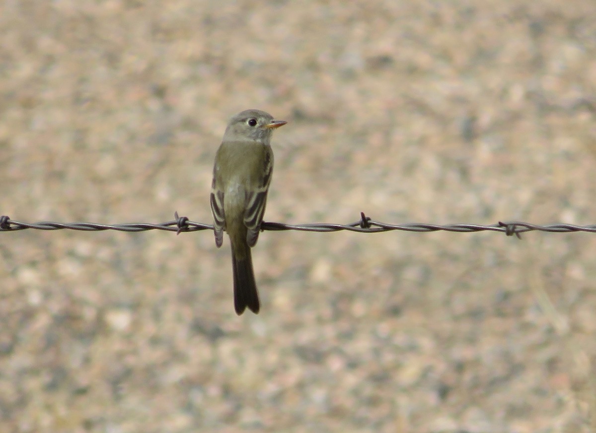 Dusky Flycatcher - Al Zerbe