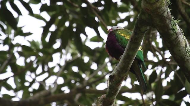 Wompoo Fruit-Dove - ML486230