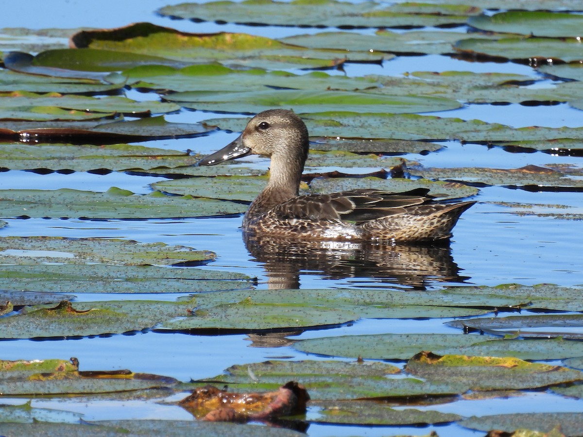 Blue-winged Teal - ML486230751