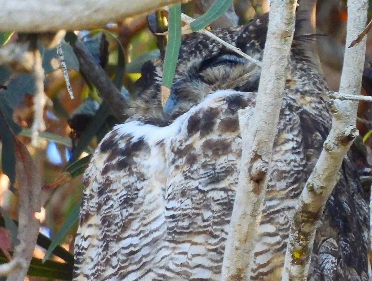 Great Horned Owl - ML486230881