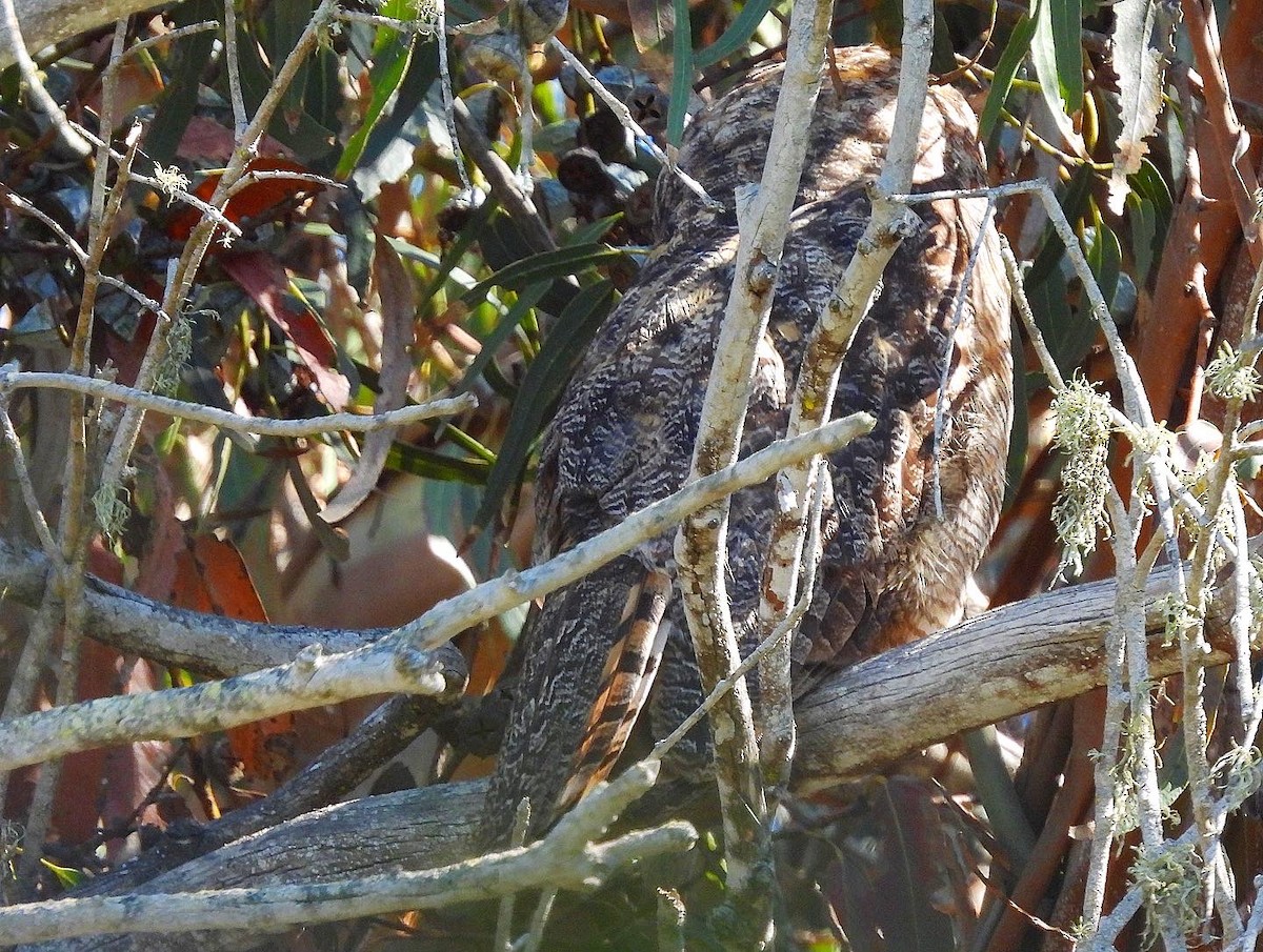 Great Horned Owl - ML486230891