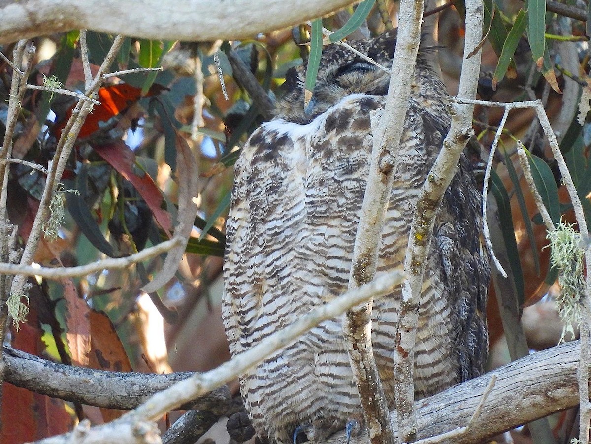 Great Horned Owl - ML486230901