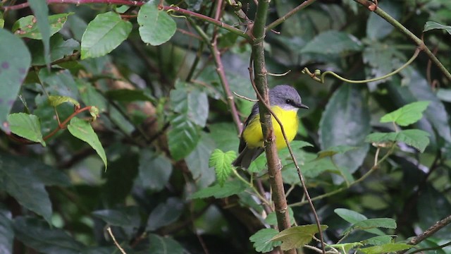 Eastern Yellow Robin - ML486231