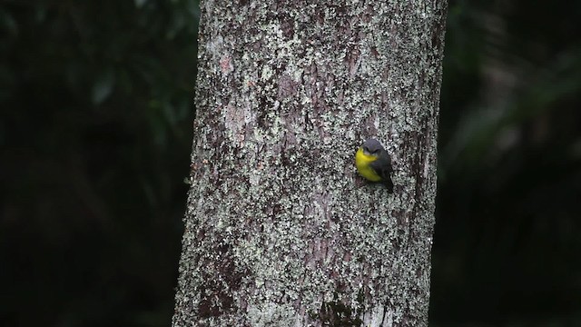 Eastern Yellow Robin - ML486232