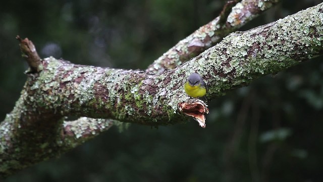 Eastern Yellow Robin - ML486233