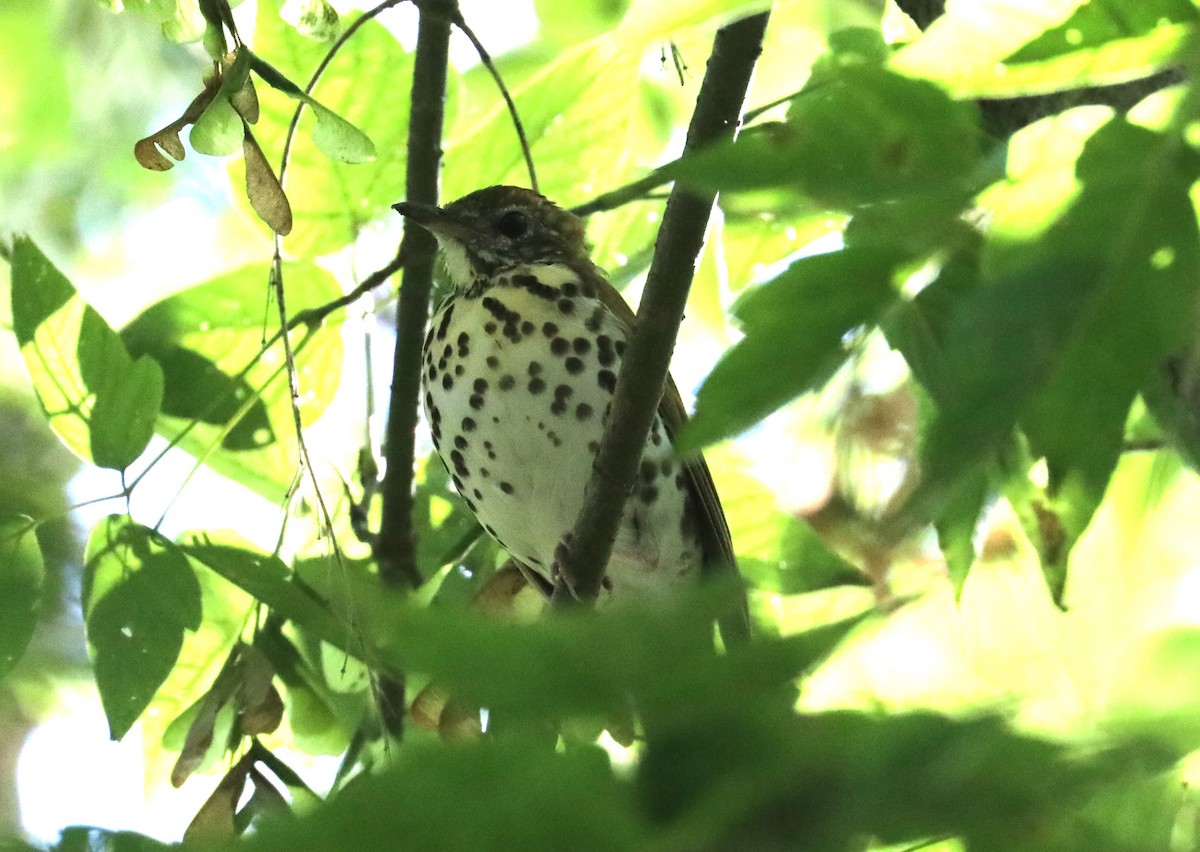 Wood Thrush - ML486233071