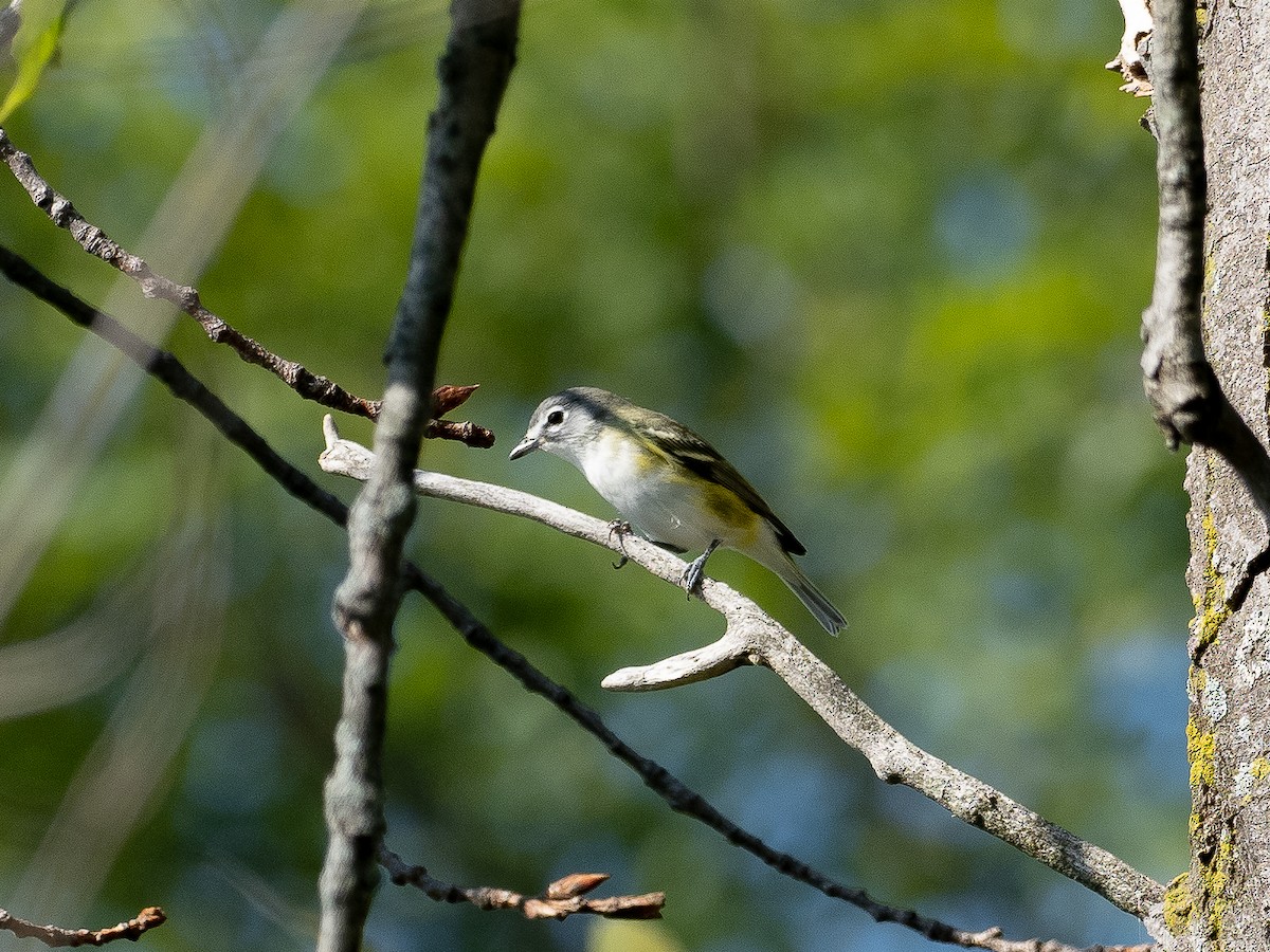 Blue-headed Vireo - ML486233901