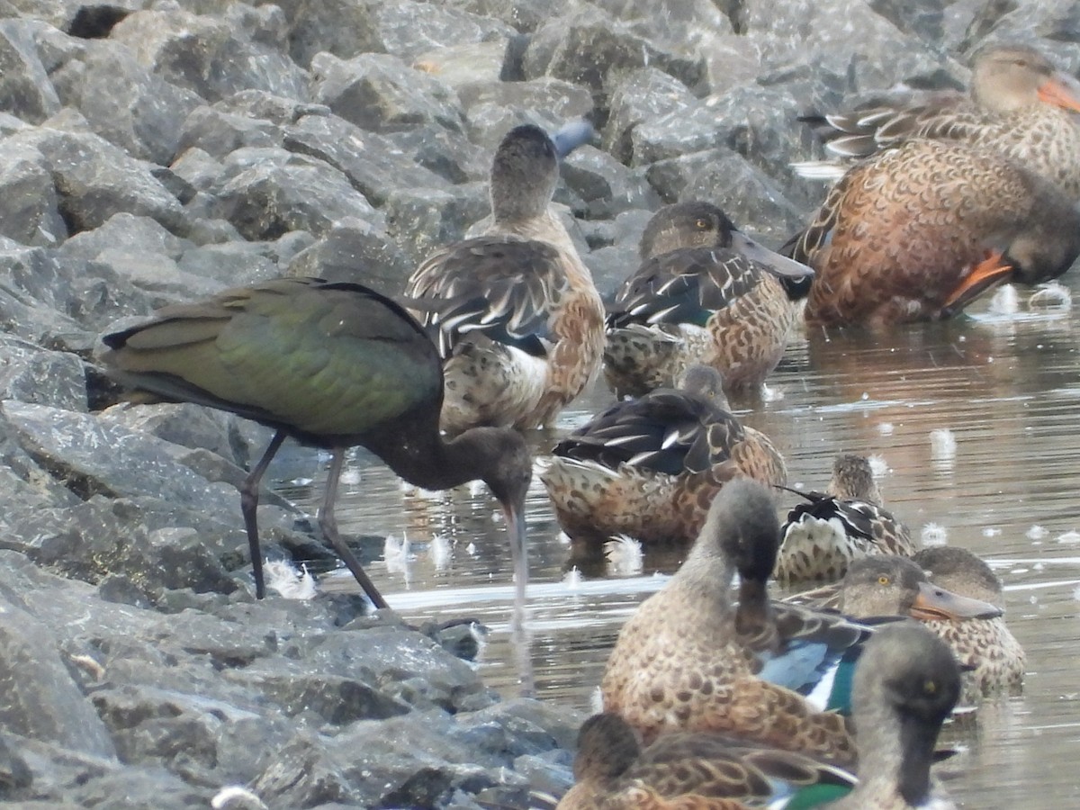 White-faced Ibis - ML486235161