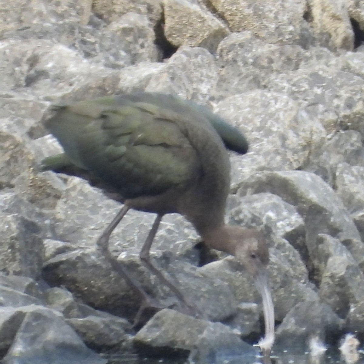 White-faced Ibis - ML486235751