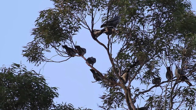 Topknot Pigeon - ML486237