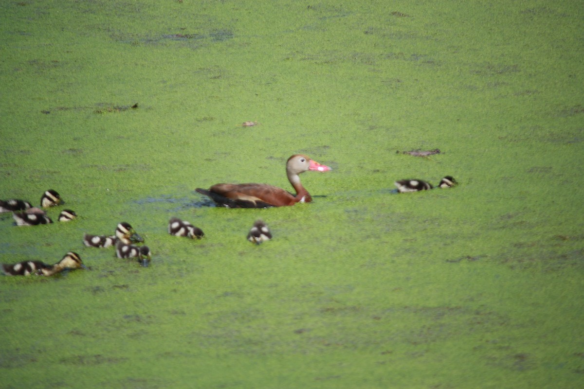 Black-bellied Whistling-Duck - ML486237671