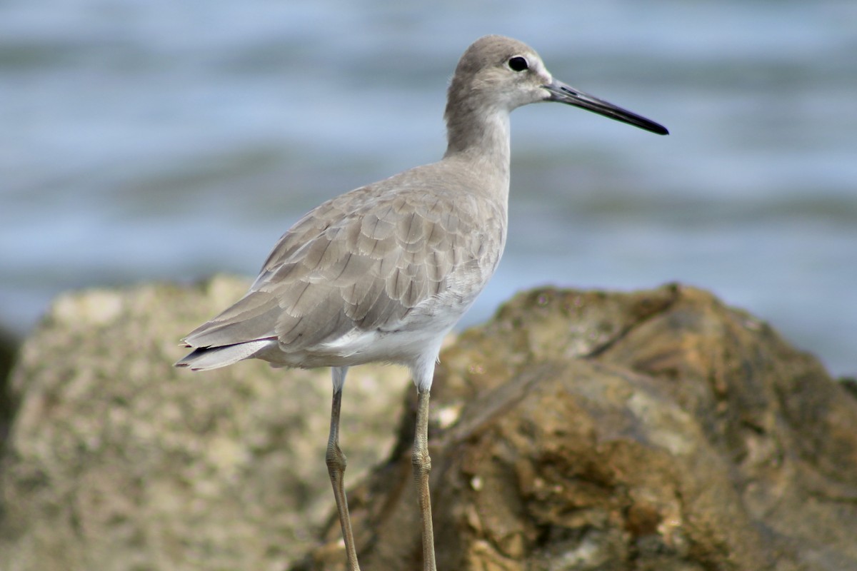 Willet - ML486237921