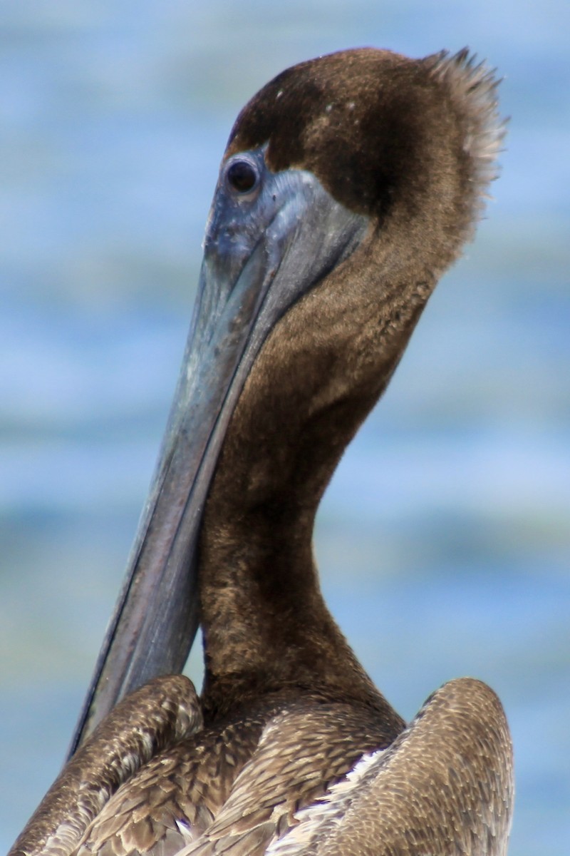 pelikán hnědý - ML486238241