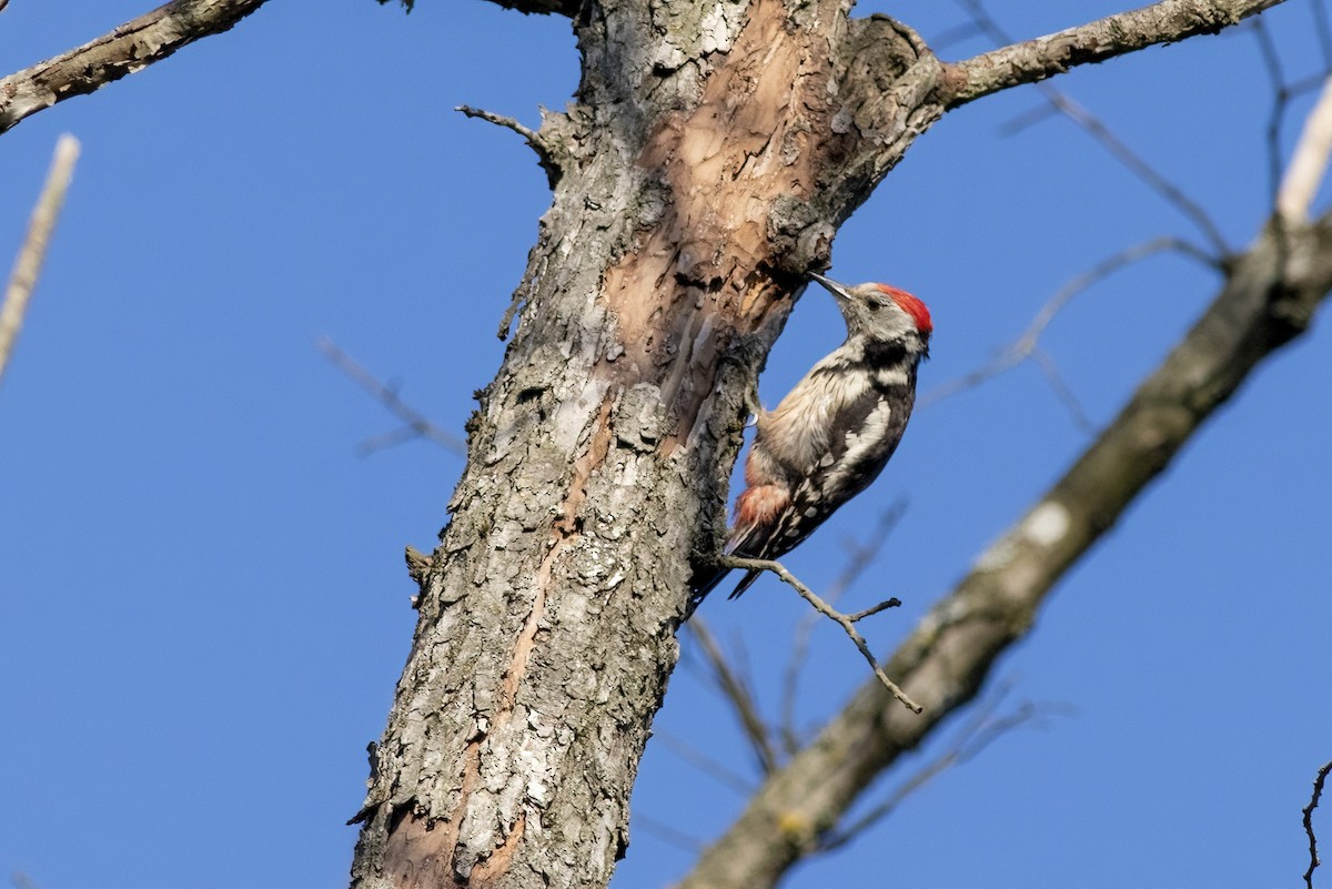 Middle Spotted Woodpecker - ML486238601