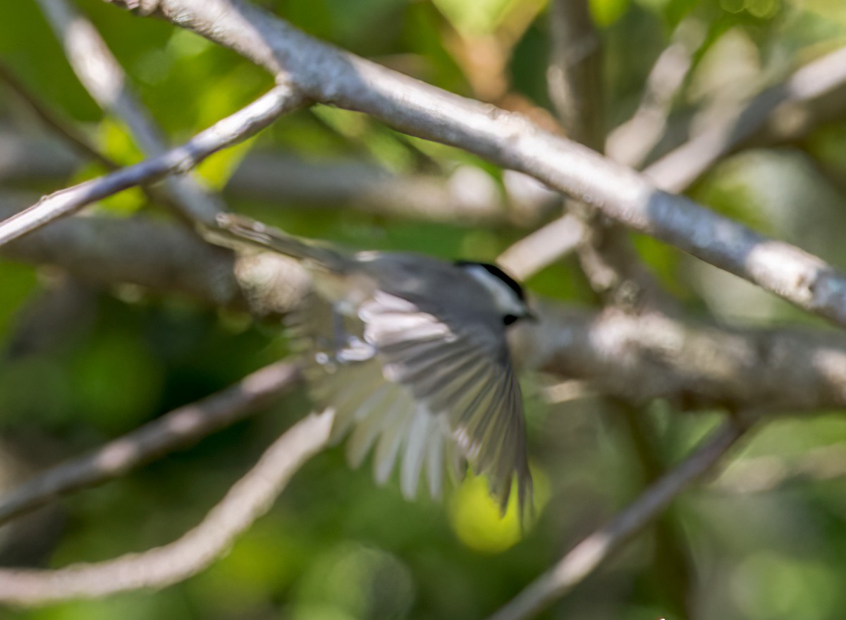 Carolina Chickadee - ML486239641