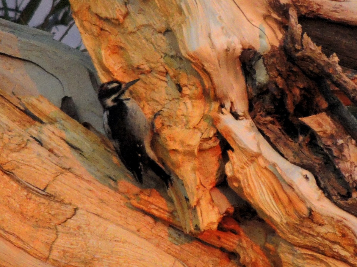 Hairy Woodpecker - ML486240941