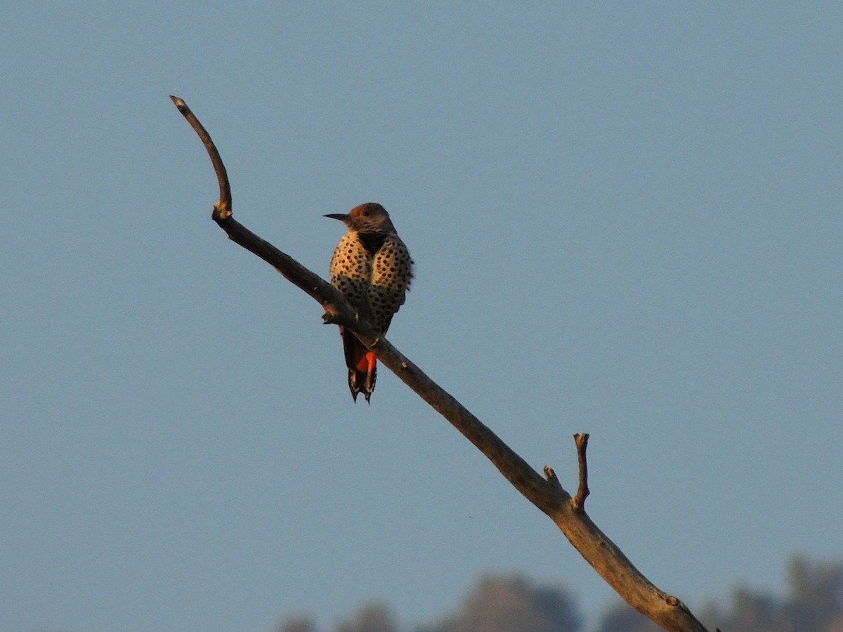 Northern Flicker - ML486241011