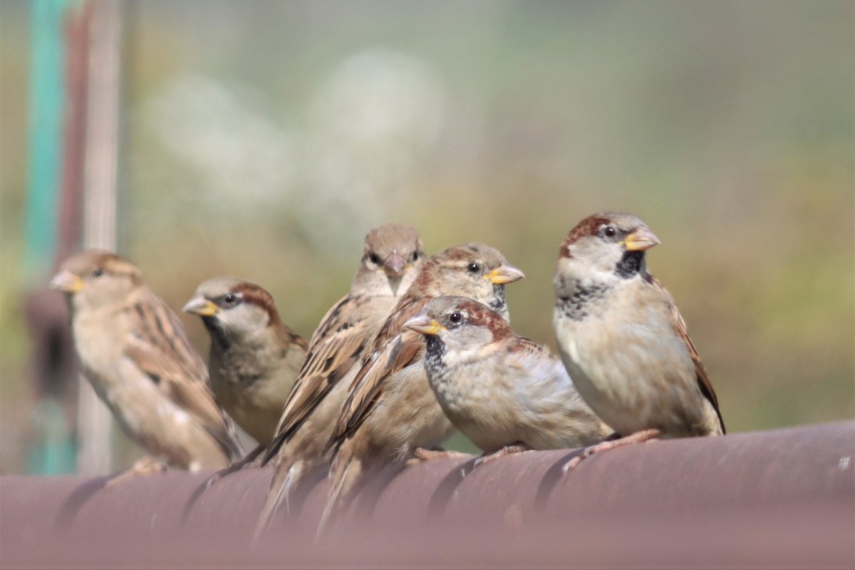 House Sparrow - Margaret Viens