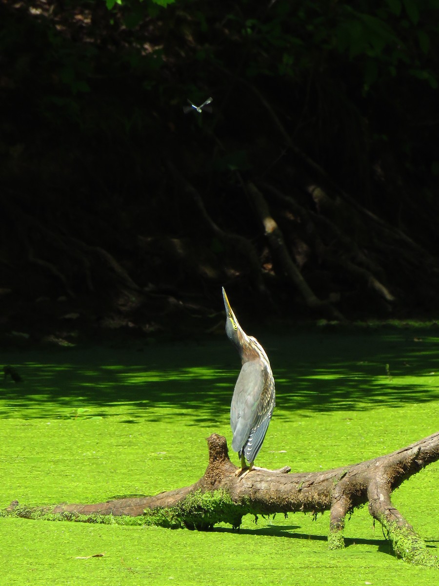 Green Heron - ML486241961