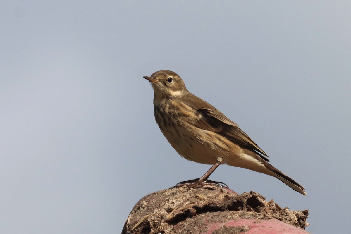 American Pipit - ML486242181