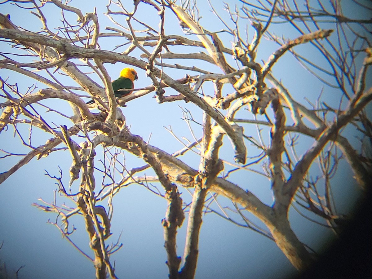 aratinga jendaj - ML486243651