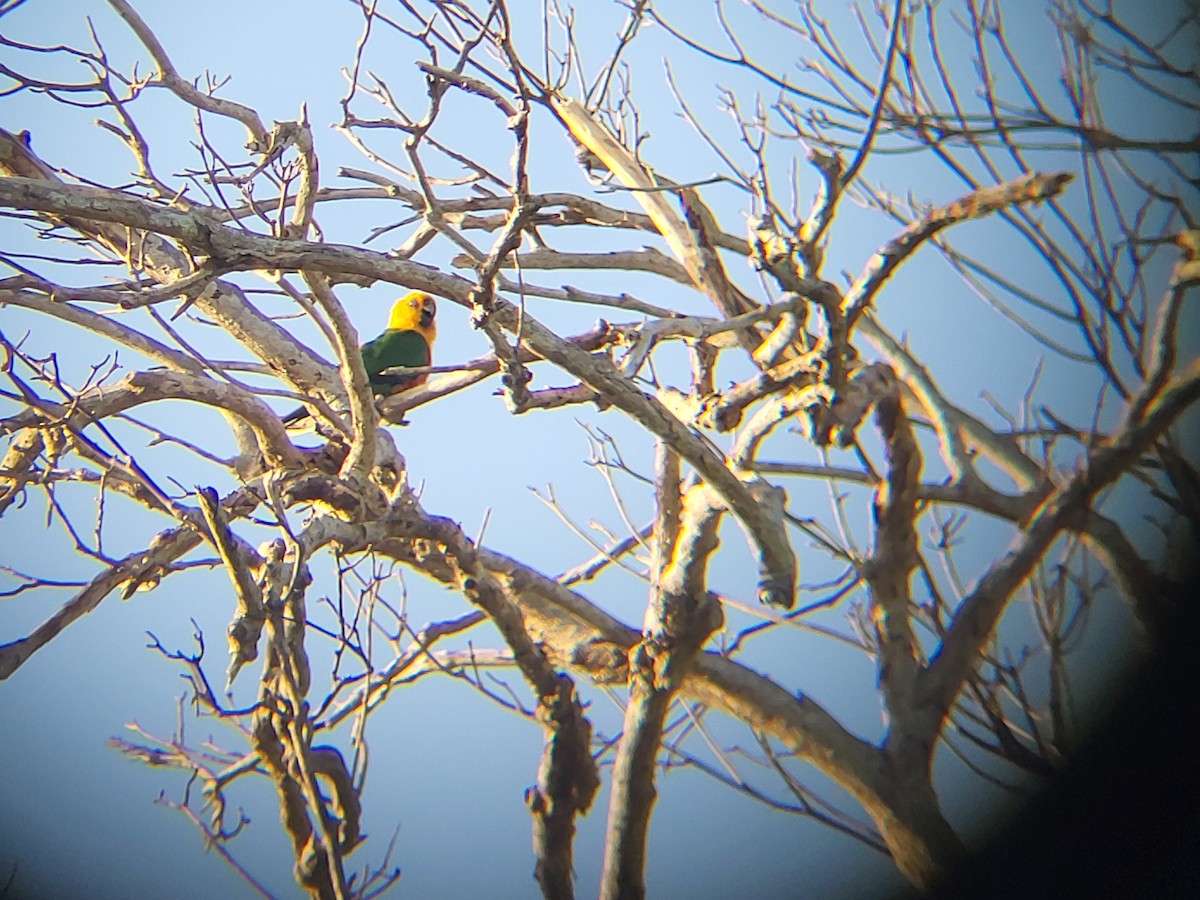 aratinga jendaj - ML486243661