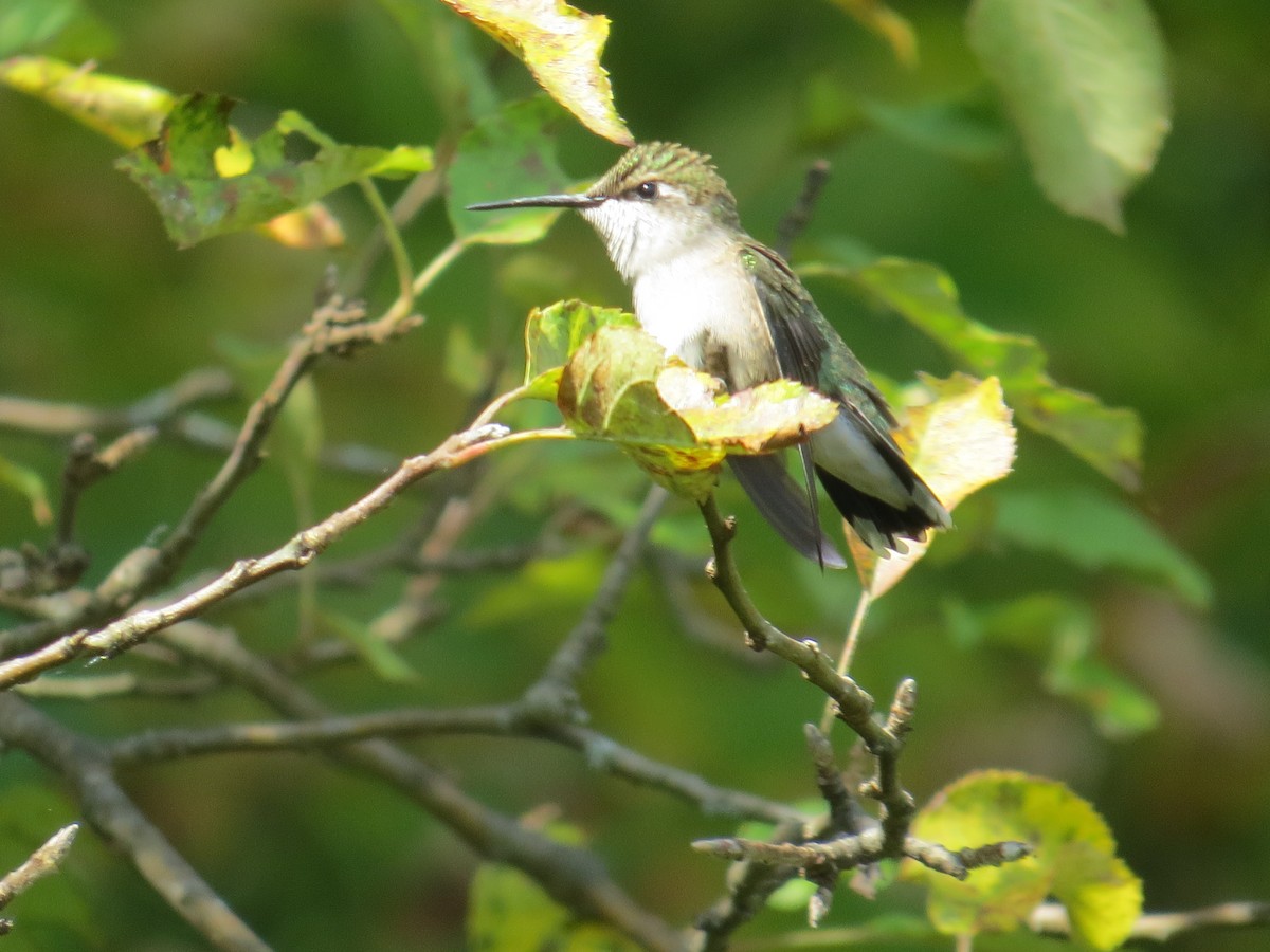 Yakut Boğazlı Kolibri - ML486243961