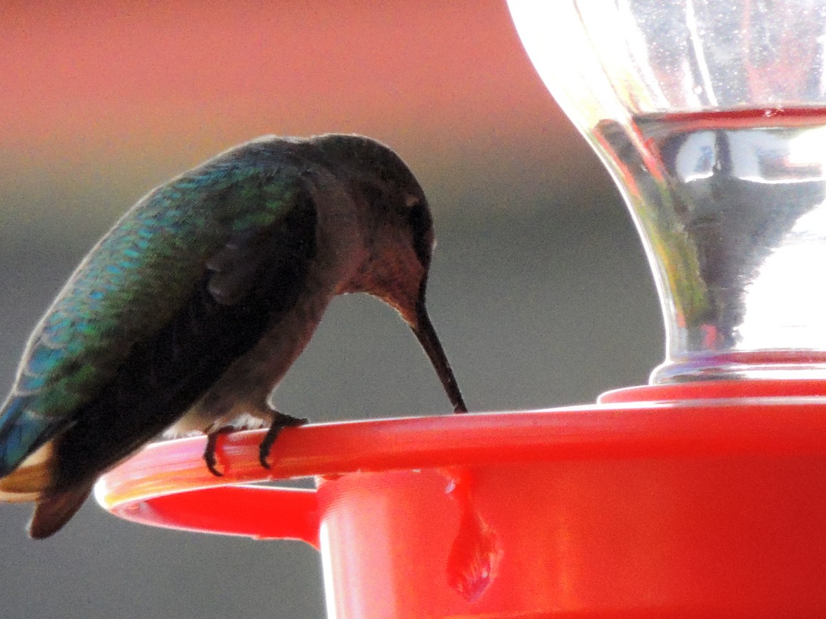Black-chinned Hummingbird - ML486244071