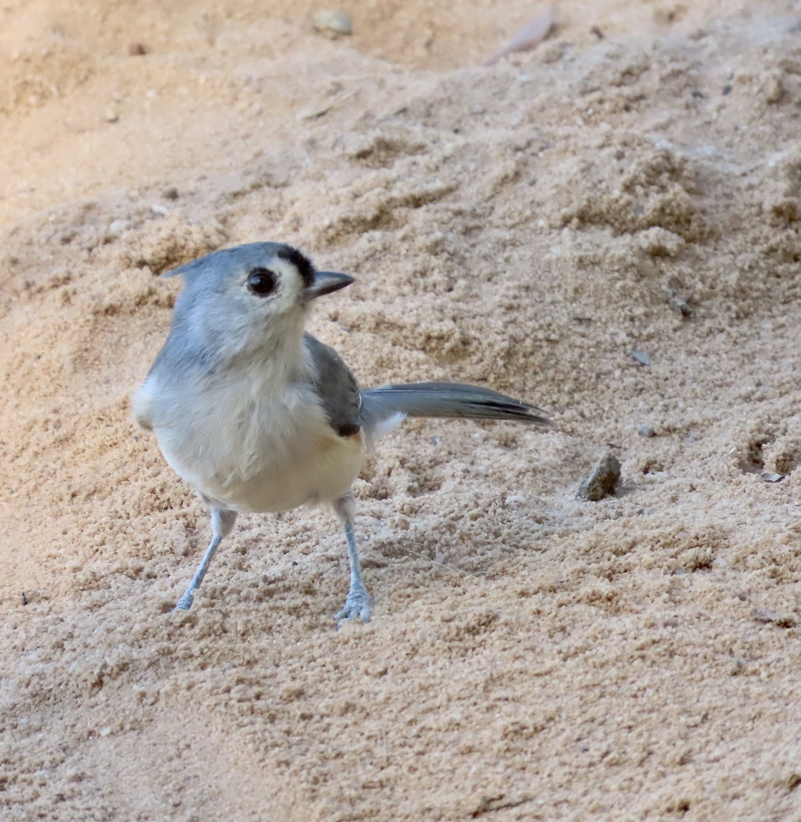Tufted Titmouse - ML486244211