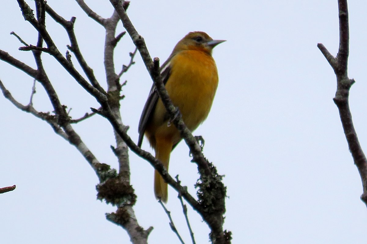 Baltimore Oriole - ML486244641