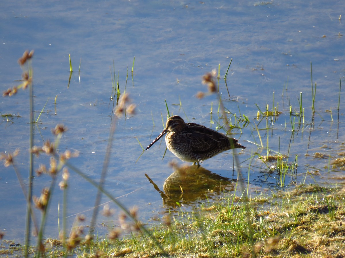 Wilson's Snipe - ML486245241