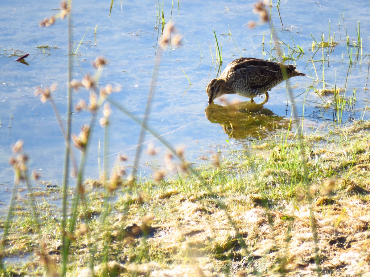 Wilson's Snipe - ML486245251