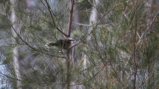 Gray-crowned Babbler - ML486246