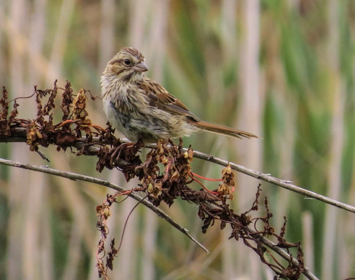 Song Sparrow - ML486246511