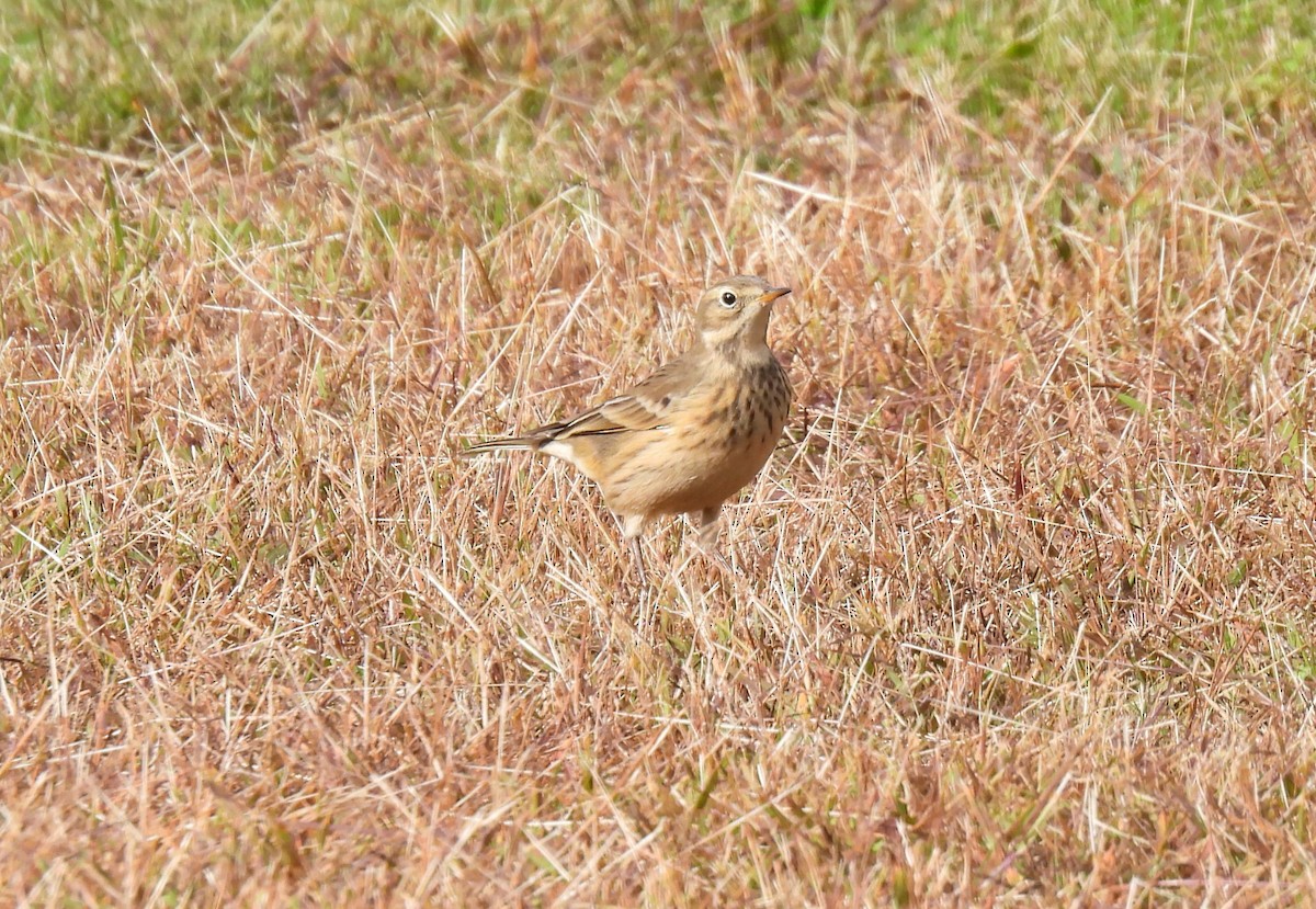 American Pipit - Cheryl Ring