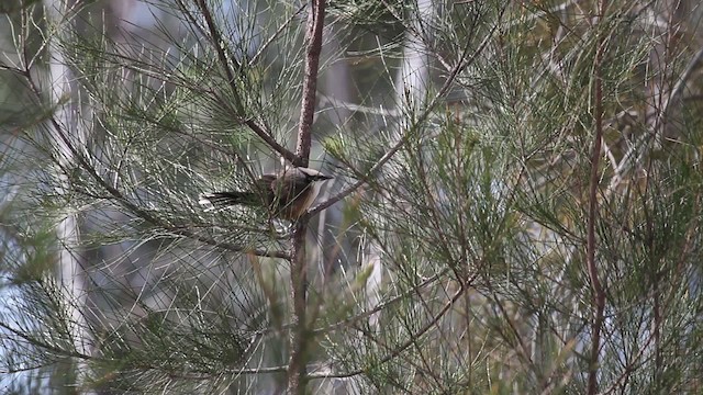 Gray-crowned Babbler - ML486247