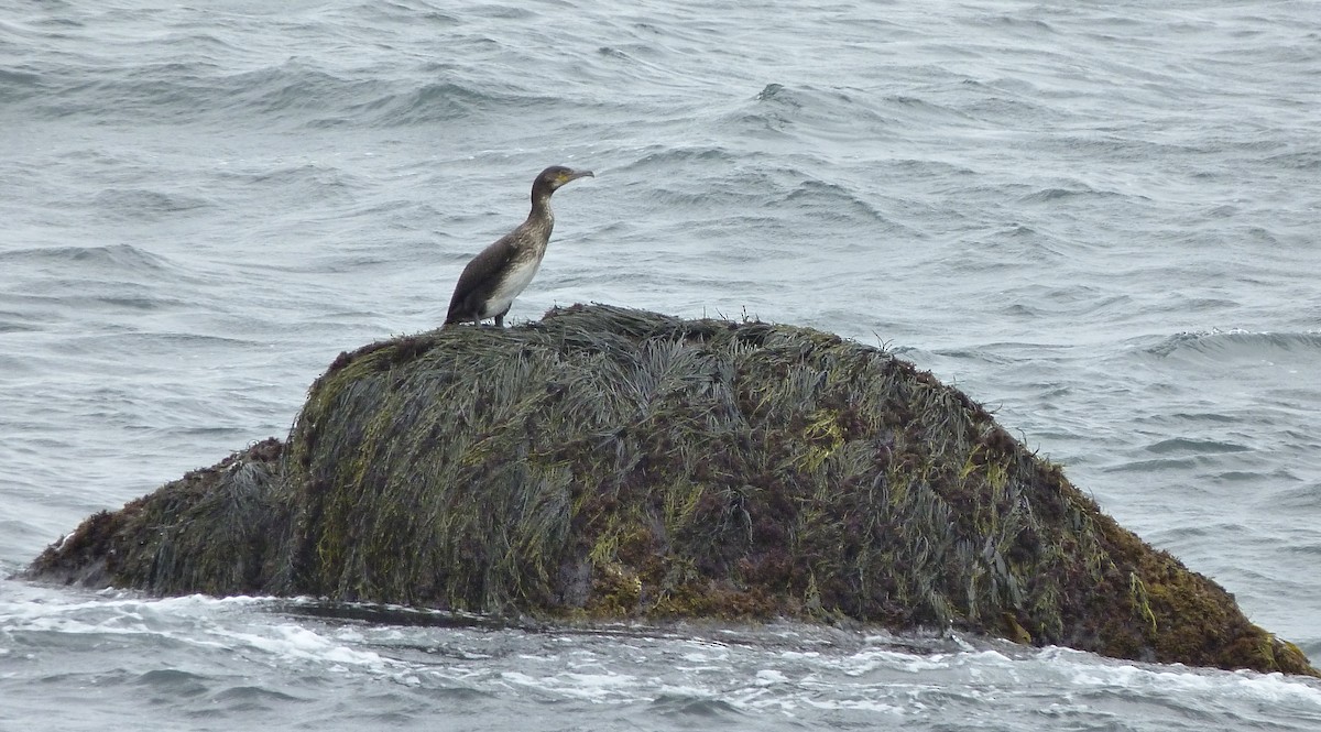 Тураг гогой - ML486248011