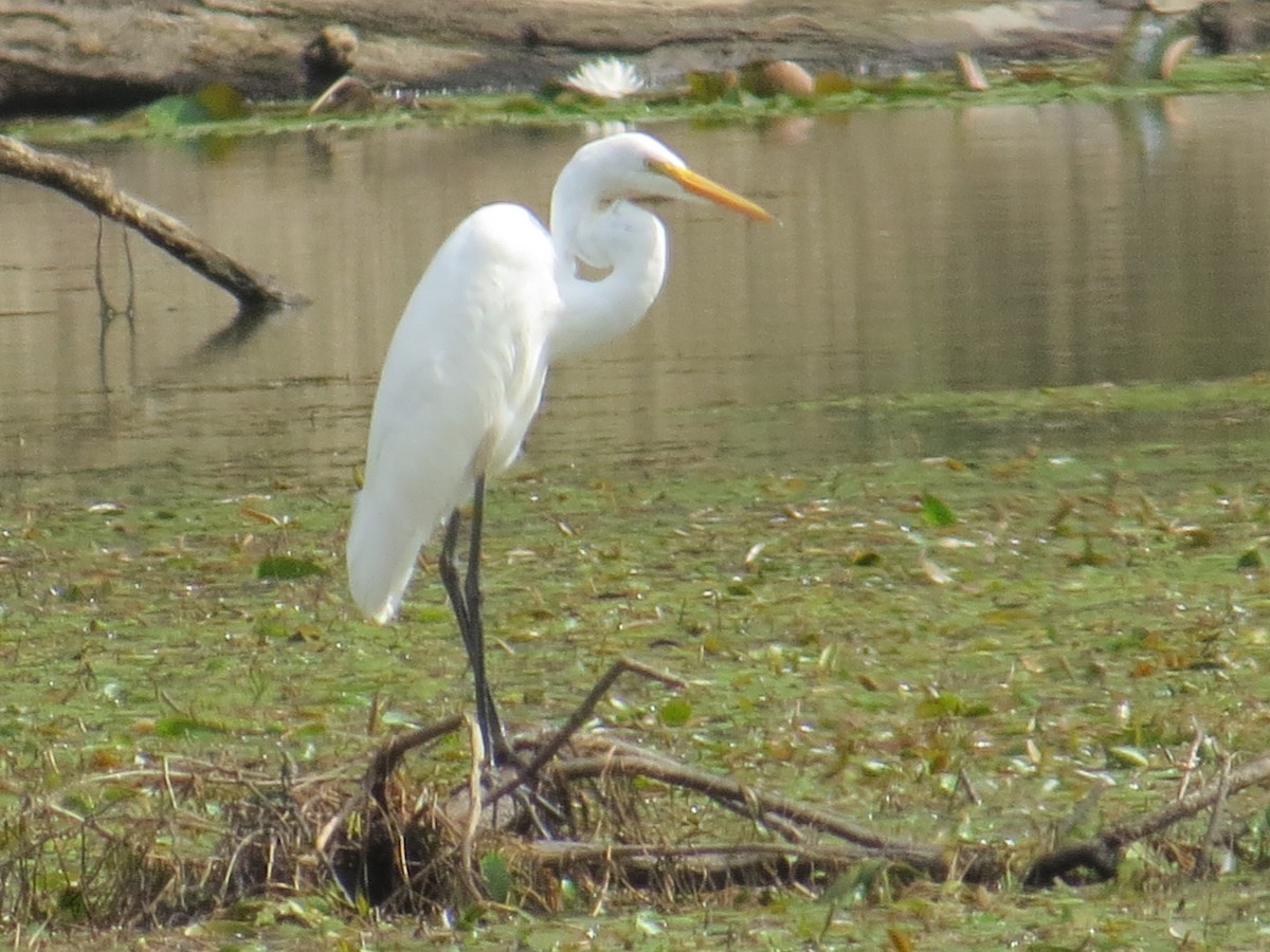 Great Egret - ML486248351