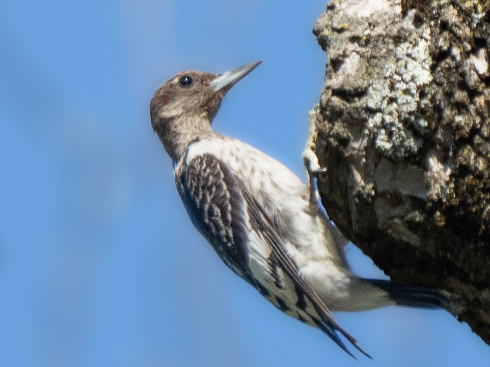 Red-bellied Woodpecker - ML486249001