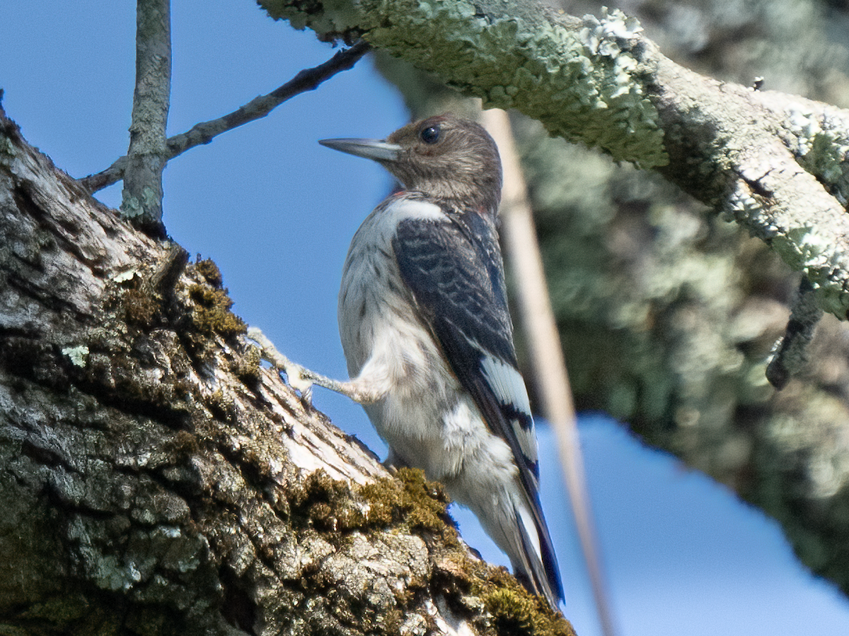 Red-bellied Woodpecker - ML486249021