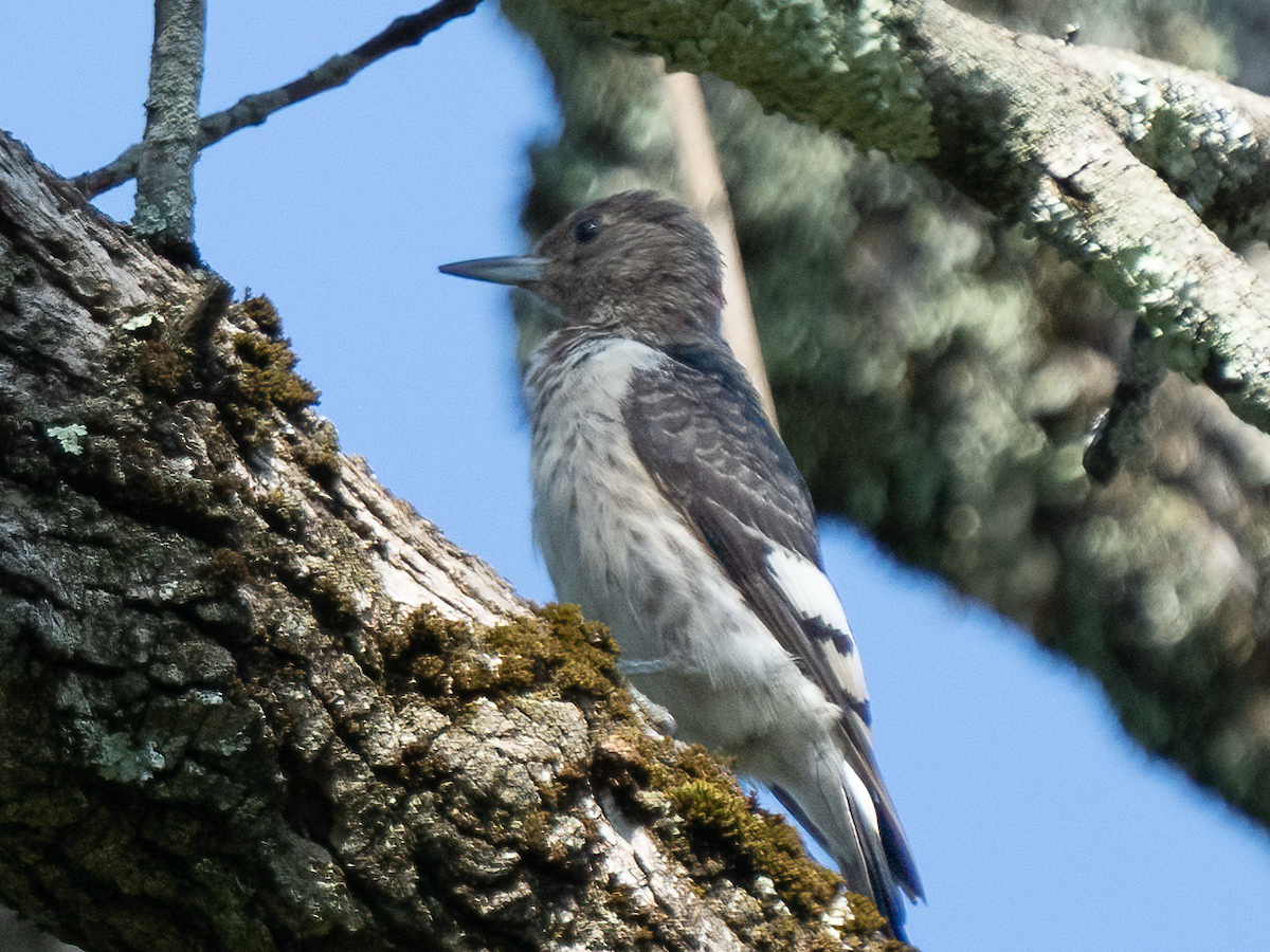 Red-bellied Woodpecker - ML486249031