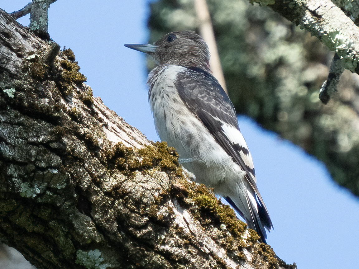 Red-bellied Woodpecker - ML486249041