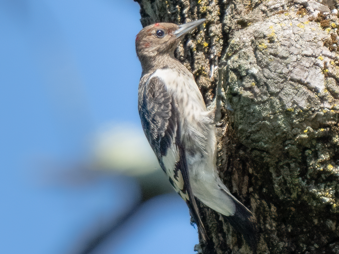 Red-bellied Woodpecker - ML486249051