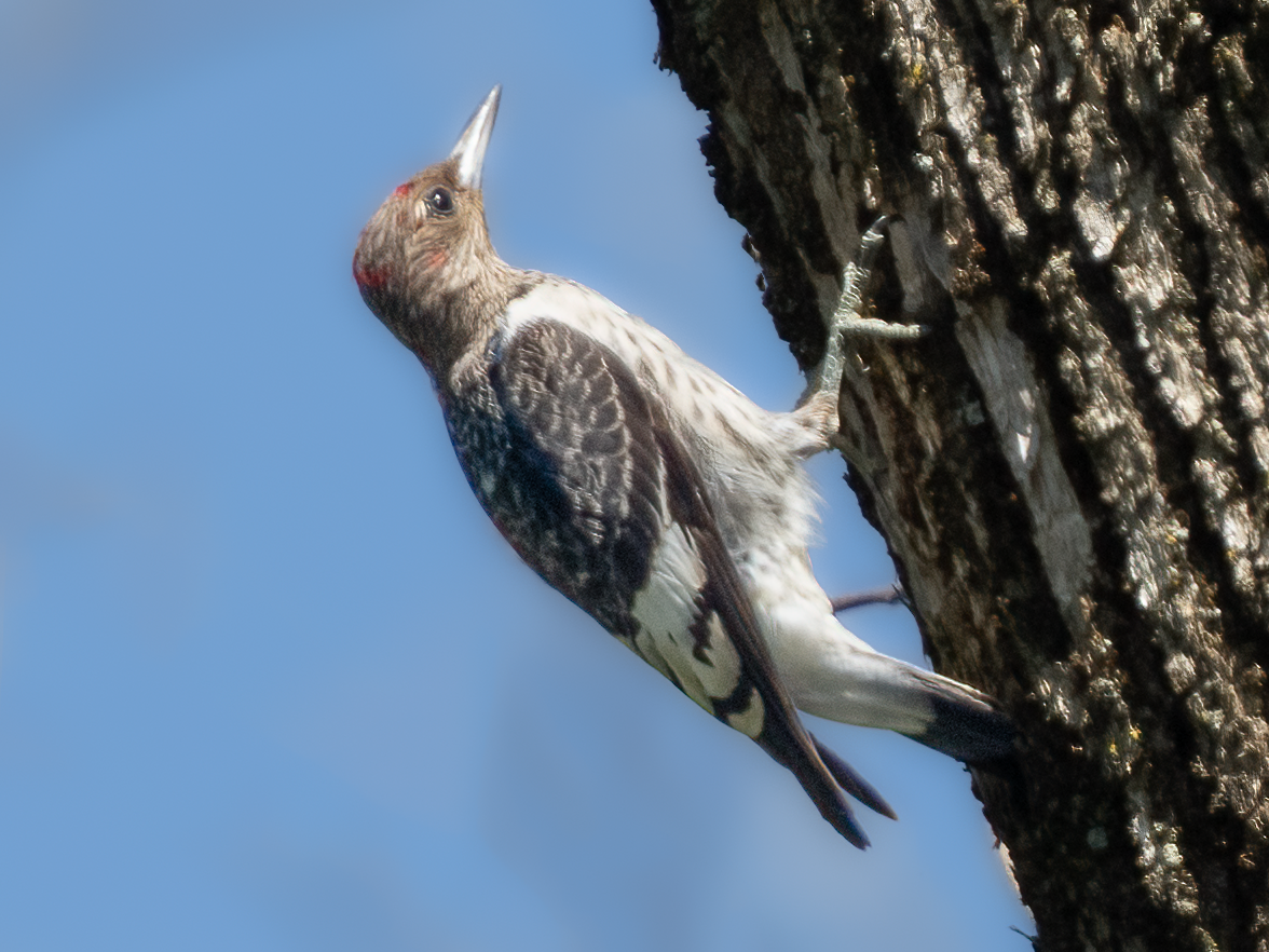 Red-bellied Woodpecker - ML486249061