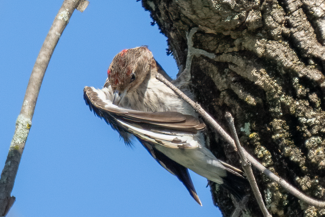 Red-bellied Woodpecker - ML486249071